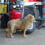 Leão Vendido no Paraguai, Importado da China
