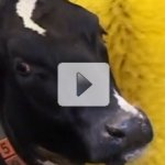 Lava-Jato para Vacas