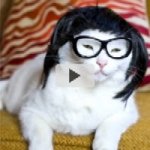 Peruca para Gatos