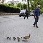 Político para Trânsito para Patos Atravessarem Rua Político para Trânsito para Patos Atravessarem Rua