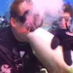 Mergulhador Leva Mordida no Lábio ao Beijar Tubarão