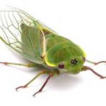 Por que as Cigarras Cantam Músicas Diferentes? Por que as Cigarras Cantam Músicas Diferentes?