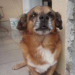 Animais e Suas Caras e Poses