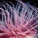 Cientistas Divulgam o Censo Marinho Cientistas Divulgam o Censo Marinho