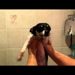 Reflexos Caninos Reflexos Caninos