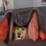 Dog War Dog War