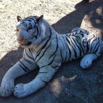 Polícia Inglesa Usa até Helicóptero para Capturar Tigre de Pelúcia