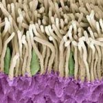 Fantásticas iIagens de Microscopia Eletrônica Fantásticas iIagens de Microscopia Eletrônica