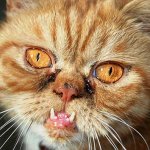 Os 10 Gatos Mais Feios da Web