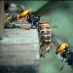 Vídeo Mostra 30 Vespas Matando 30 Mil Abelhas Vídeo Mostra 30 Vespas Matando 30 Mil Abelhas