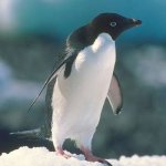 Pinguim 'Ladrão' Rouba Pedras para Construir Ninho Pinguim 'Ladrão' Rouba Pedras para Construir Ninho