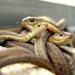 Cobras Descobertas em Sacolas Sob Assentos Causam Caos em Trem Cobras Descobertas em Sacolas Sob Assentos Causam Caos em Trem