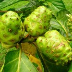 Conhaça o Noni Conhaça o Noni