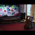 Cachorro Gamer e Skatista