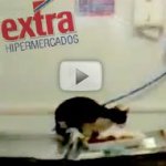 Gato no A�ougue do EXTRA Hipermercado