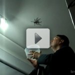 Homem Fracassa Tentando Capturar uma Aranha