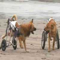 Cães Deficientes Vão à Praia no Peru