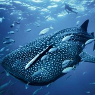 Imagens Incríveis do Tubarão-Baleia
