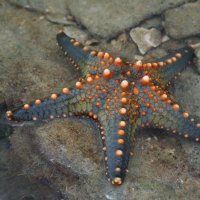 Como Secar e Conservar uma Estrela do Mar