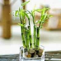 Bambus e Feng Shui