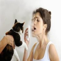Saiba o Segredo da Cura da Alergia a Gatos