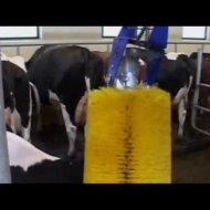 Lava-Jato para Vacas