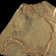 Cientistas Encontram Fóssil de Serpente de 15 Milhões de Anos na Alemanha