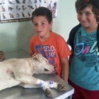 Crianças Resgatam Cadela Ferida no Chile