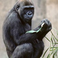 Genes de Macacos Mostram que Temos Gorilas Entre Nós