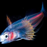 7 MagnÃ­ficas Fotos de Animais Luminosos no Fundo do Mar