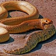 Cobra Canibal Engole Outra Serpente