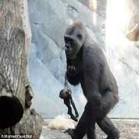 Gorila de ZoolÃ³gico NÃ£o Superou a Morte de Seu Filhote