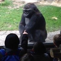 Gorila Reage de Forma Inesperada Diante de Crianças Bagunceiras