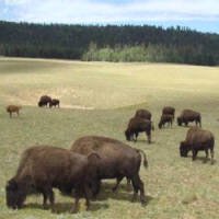 Beefalo: O Híbrido de Vaca e Bisão que Ameaça o Grand Canyon