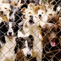 Miami Propõe Impostos Para Resgatar Animais Abandonados