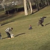 Águia Dourada Ataca e Quase Leva Criança em um Parque