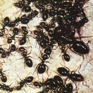 Retrato Feito com 200 Mil Formigas