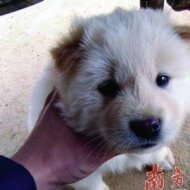 Líder Político Chinês é Mordido por Cão e Ordena Matança Geral dos Animais