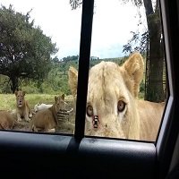 Leão Surpreende Turistas Durante um Safári na África do Sul