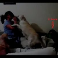 Cães Defendem Crianças e Impedem que a Mãe Bata