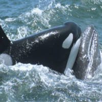 Orcas X Baleias: Quem Vence Essa Batalha Épica?