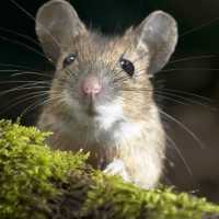 É Verdade que os Ratos Não Vomitam?