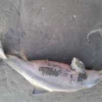 Golfinho Morre Depois de Ser Capturado Por Banhistas Para Tirar Fotos