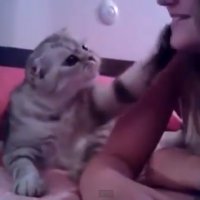 Gato Pedindo um Beijo de Sua Dona