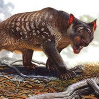 Animais Pré-Históricos Australianos Extintos Pelo Clima