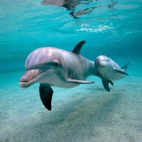 Vírus Mata Mais de Mil Golfinhos na Flórida