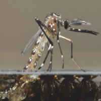 Conheça Cinco Focos de Reprodução do Mosquito Aedes Aegypti Frequentemente Ignorados