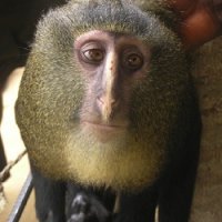 Nova Espécie de Macaco 'Loiro' Encontrada na África
