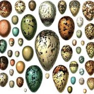 Por quê os Ovos Têm Cascas com Cores Diferentes?