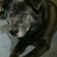 Cachorro Pula em Rio Congelado Para Salvar Sua Dona